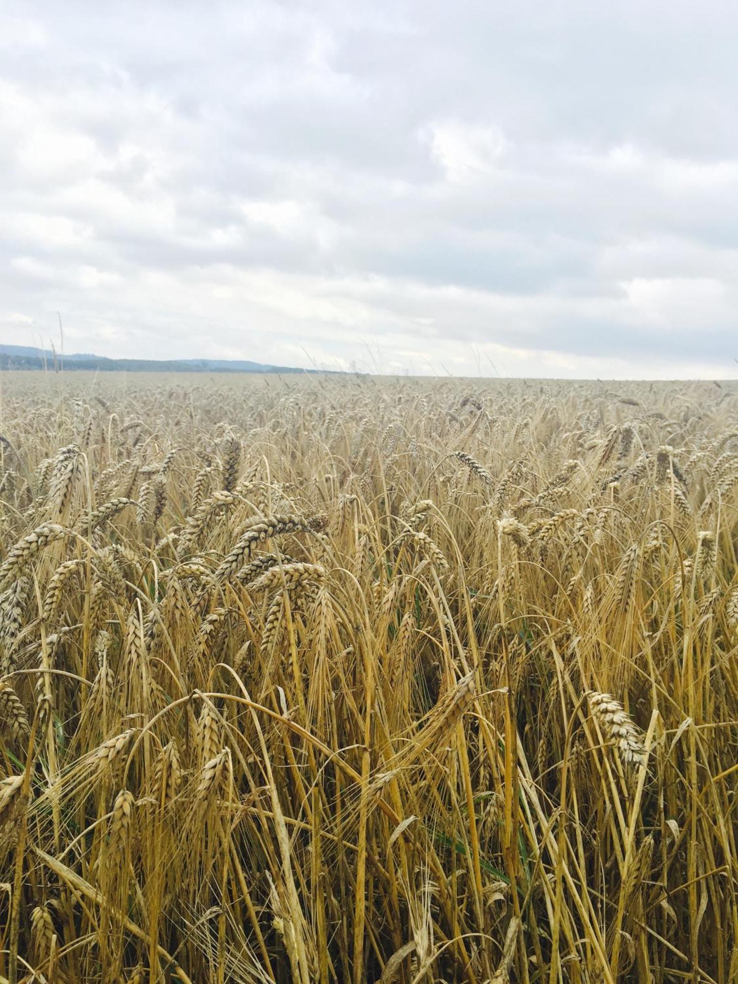 Innas Ambiente Hehlen Exteriör bild